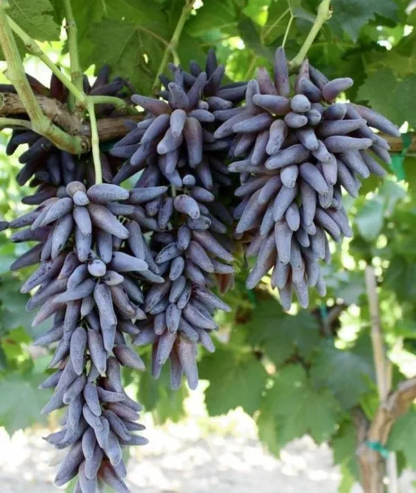 Hottest_Fruit_Is_"Witch_Fingers_Grape_Plant"