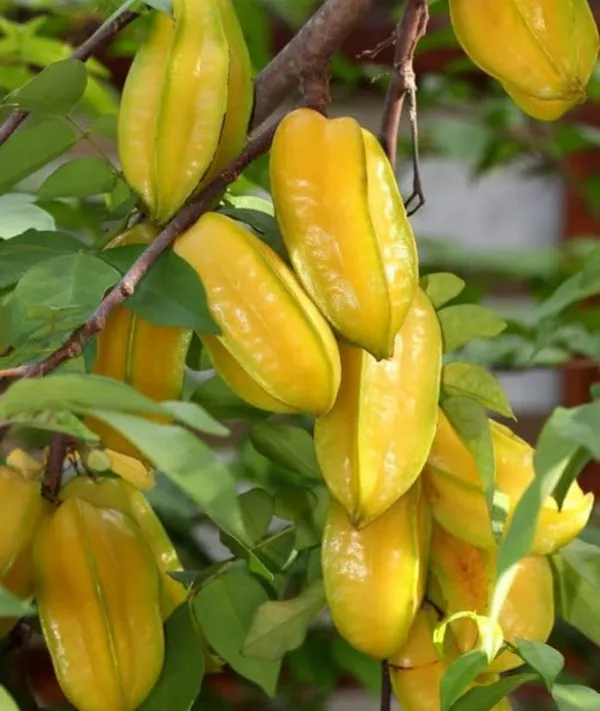 Sweet_Kamrak/Star_Fruit/Carambola_Tree_Plant_Saplings_Hybrid_Grafted_Tree
