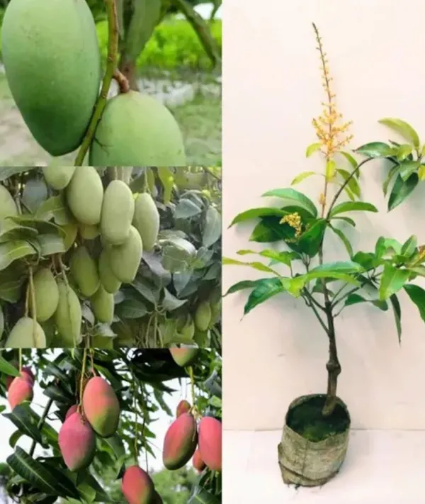 All_Time_Mango_Thi_Hybrid_Grafted_Plant
