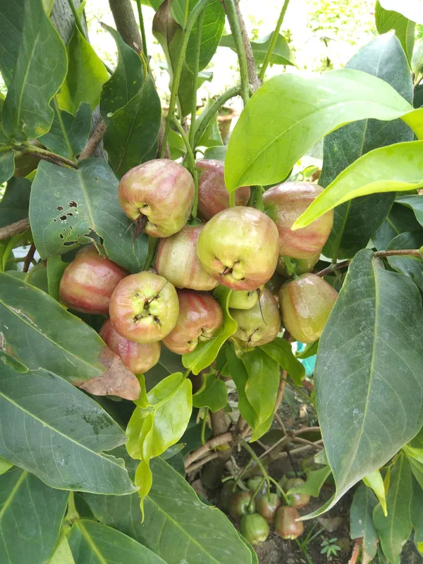 Dalhari_Chamba_Exotic_Fruit_Plant_Syzygium_Samarangense