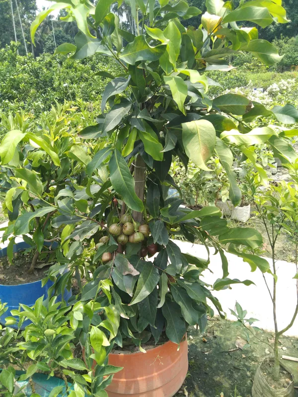 Dalhari_Chamba_Exotic_Fruit_Plant_Syzygium_Samarangense