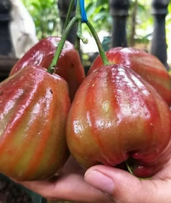 Dalhari_Chamba_Exotic_Fruit_Plant_(Syzygium_Samarangense)