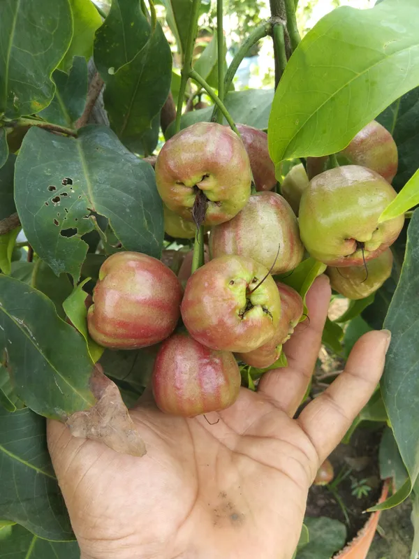 Dalhari_Chamba_Exotic_Fruit_Plant_Syzygium_Samarangense