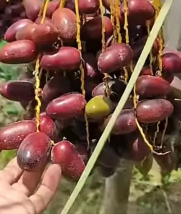 Ajwa_Date_palm_"Khajoor"_plant