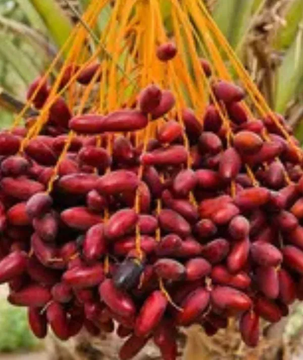 Ajwa_Date_palm_"Khajoor"_plant