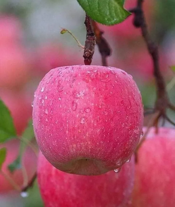 Apple_Plant_(Hrmn_99)_Grafted__Apple_Plant_Original_Variety