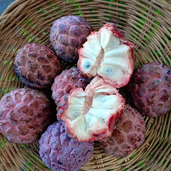 Thai_Red_Sugar_Apple_Sitafal__Fruit_Plant_-_Rare_Red_Custard_Apple_Grafted__Plants_&_Tree
