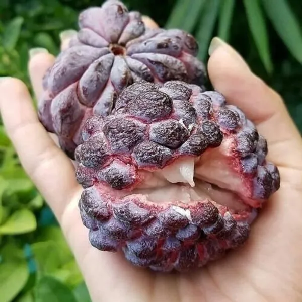 Thai_Red_Sugar_Apple_Sitafal__Fruit_Plant_-_Rare_Red_Custard_Apple_Grafted__Plants_&_Tree