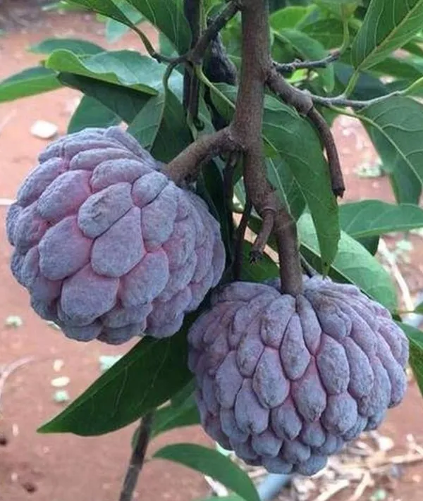 Thai_Red_Sugar_Apple_Sitafal__Fruit_Plant_-_Rare_Red_Custard_Apple_Grafted__Plants_&_Tree