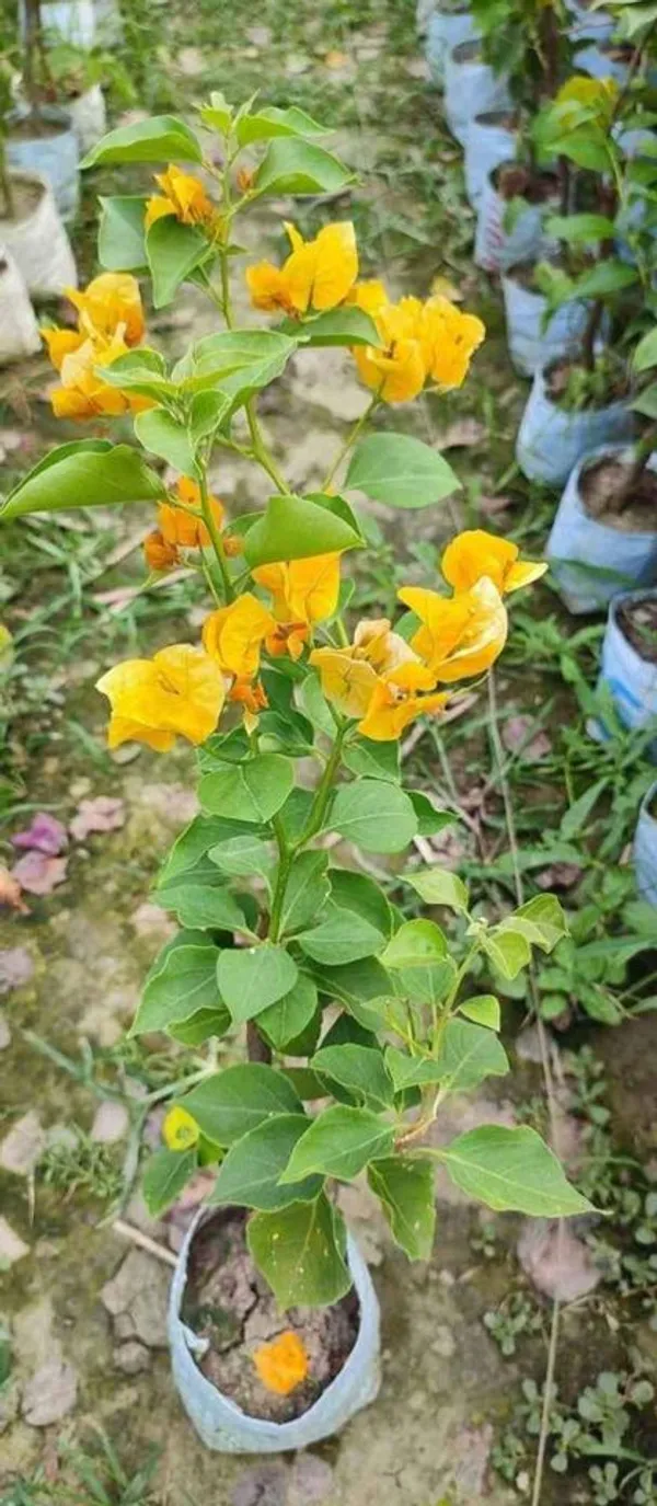 Bougainvillea_Plant_Indoor_Outdoor_Plant_Pack_Of_1