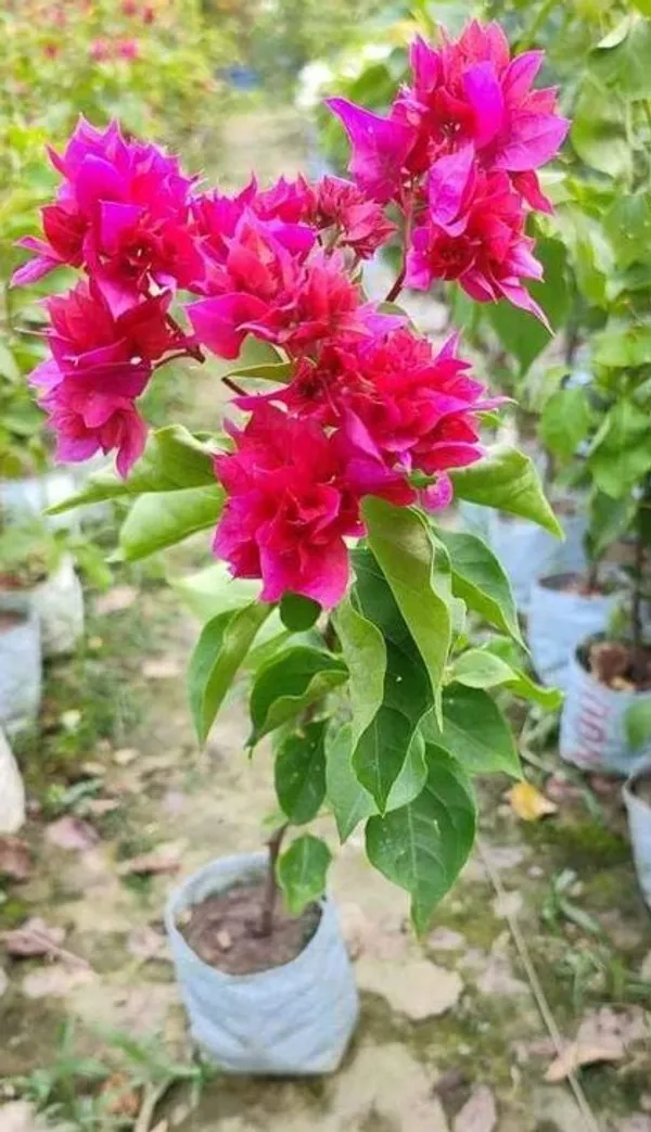 Bougainvillea_Plant_Indoor_Outdoor_Plant_Pack_Of_1