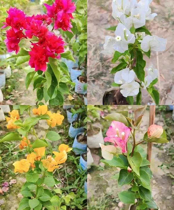 Bougainvillea_Plant_Indoor_Outdoor_Plant_()