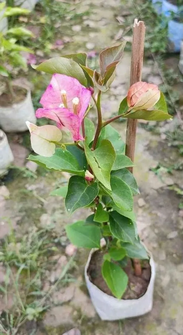 Bougainvillea_Plant_Indoor_Outdoor_Plant_Pack_Of_1