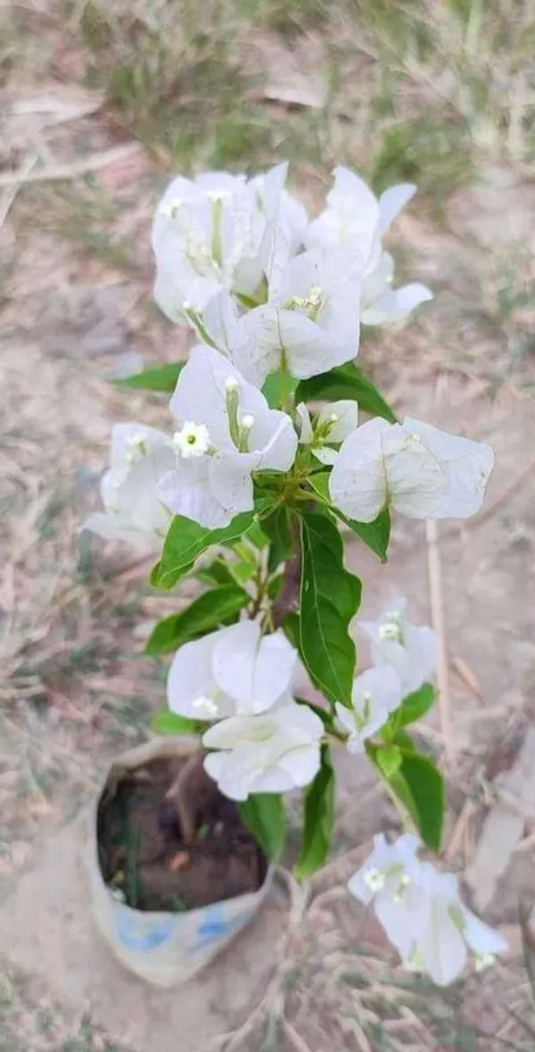 Bougainvillea_Plant_Indoor_Outdoor_Plant_Pack_Of_1