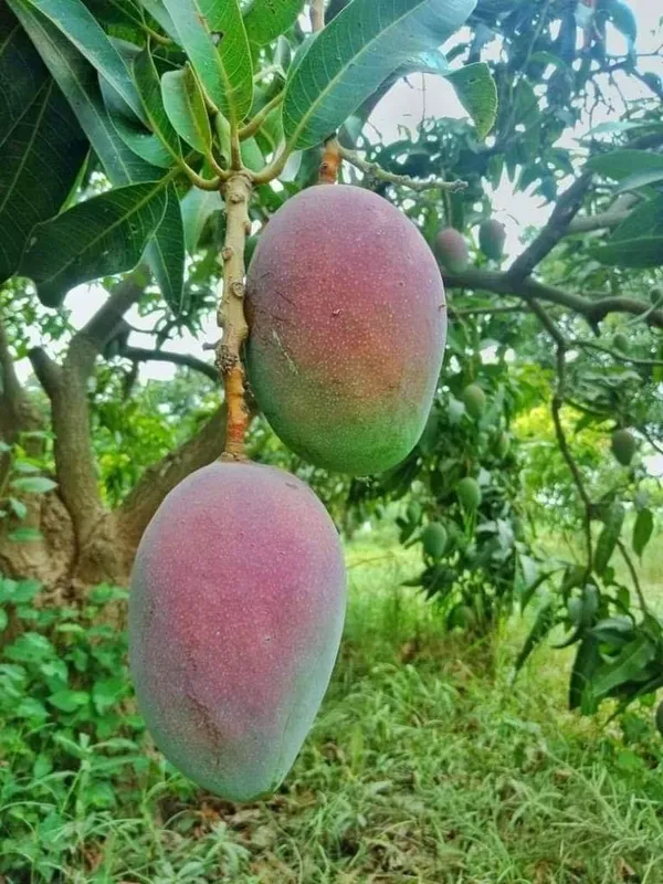 greenlife_"_Lancetilla_Mango_"_Hybrid_1_Healthy__Plant_(Grafted_Plant,_2-3_Feet_Height)