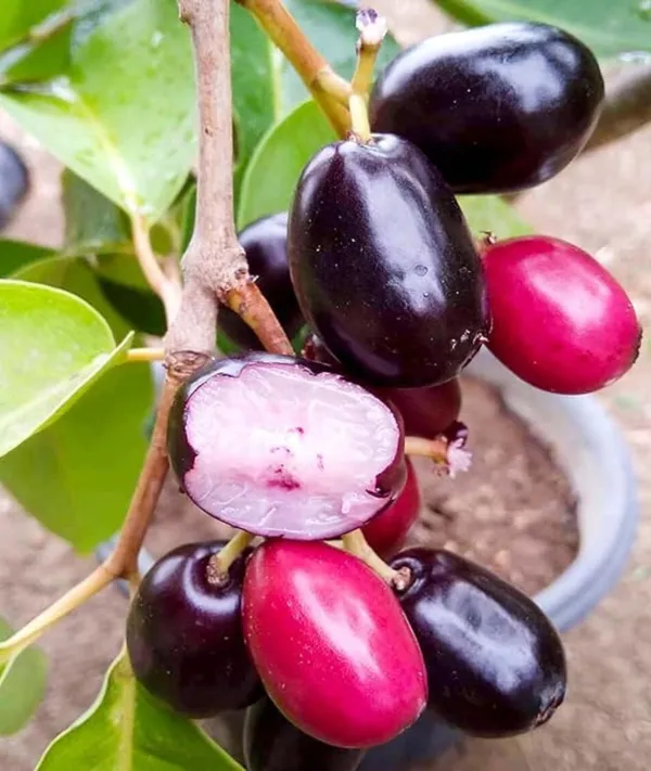 Seedless_Black_Jamun_Jambolan_Jam_Grafted_Fruit__Plant