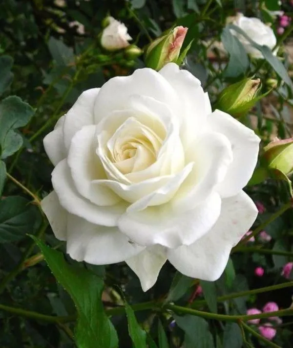 White_Rose_Plant