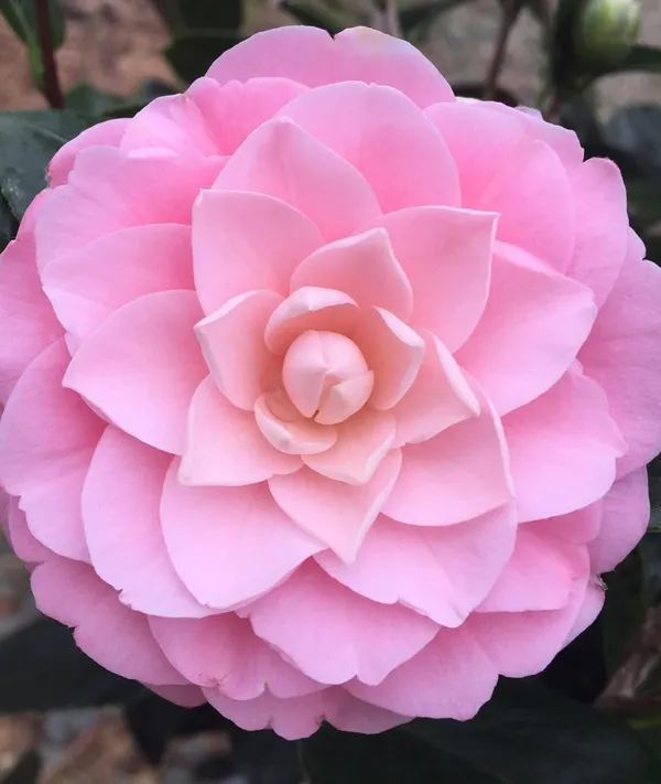 Camellia_Pink_Flower__Plant,Gardens_Outdoors_Flower_Plant,Very_Beautiful_Camellia_Japonica_Kamiliya_Flower_(Queen_Of_Winter)__Pant_Original_Variety