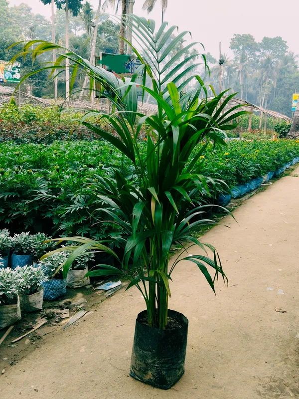 Areca_Palm_Air_Purifier_Natural__Plant