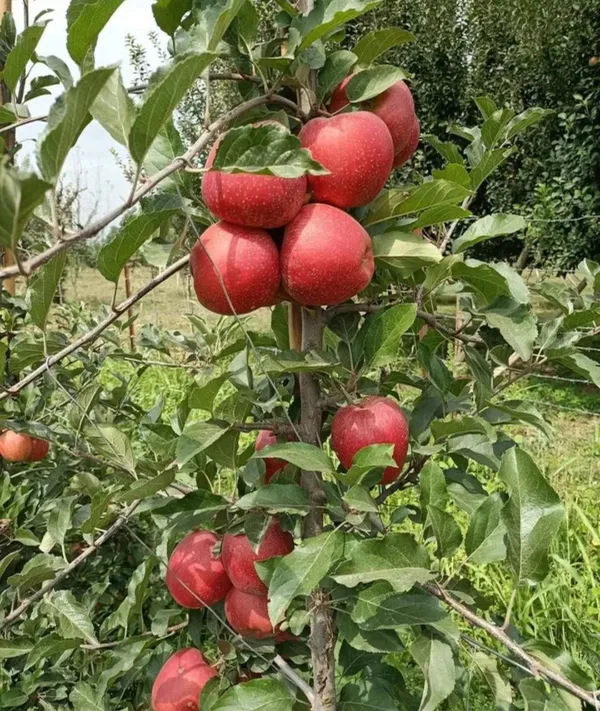 Apple_Plant_Hr_-_99_Grafted_Plant_Hot_Climate
