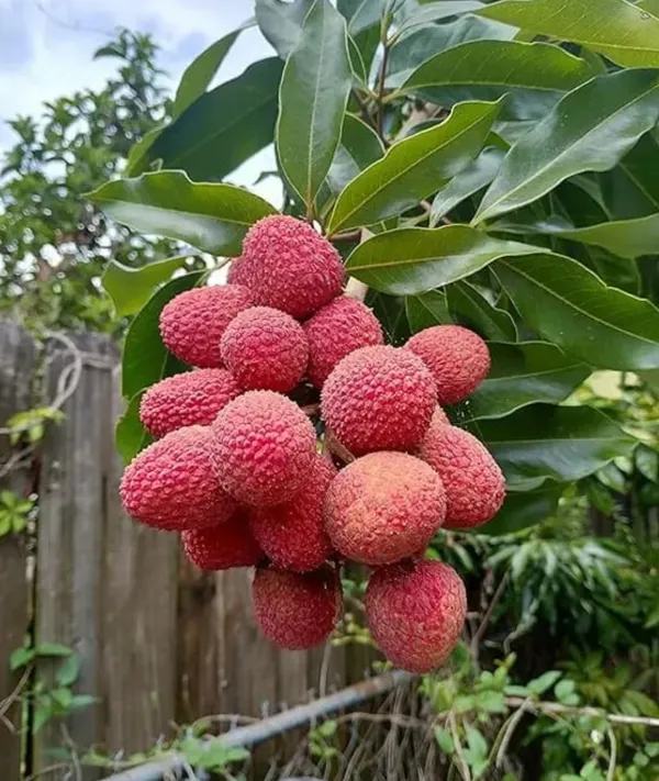 Lychee/Lichu_(Grafted)_Healthy__Plant_Original_Variety,''Pack_Of_1,_Fruit_After_1_Year''