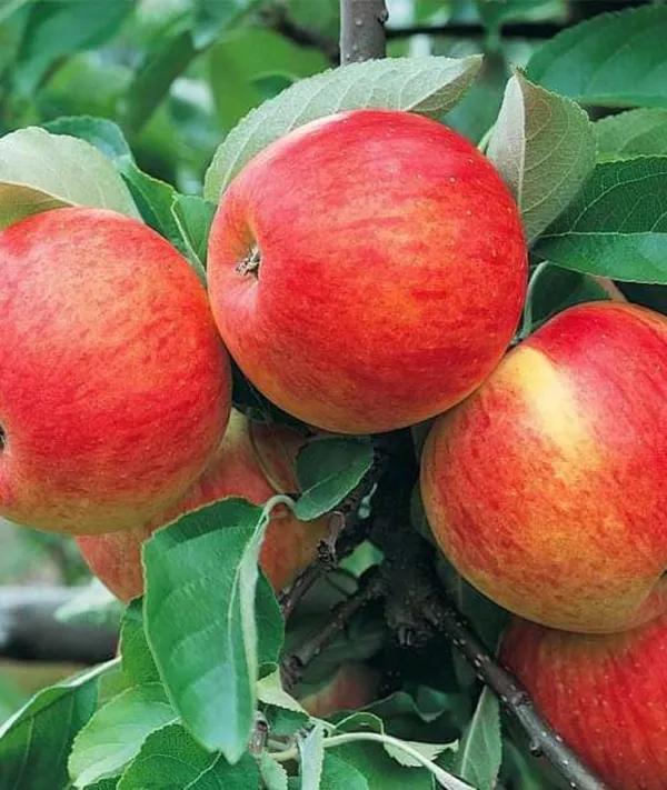 Apple_Plant_(Hrmn_99)_Grafted__Apple_Plant