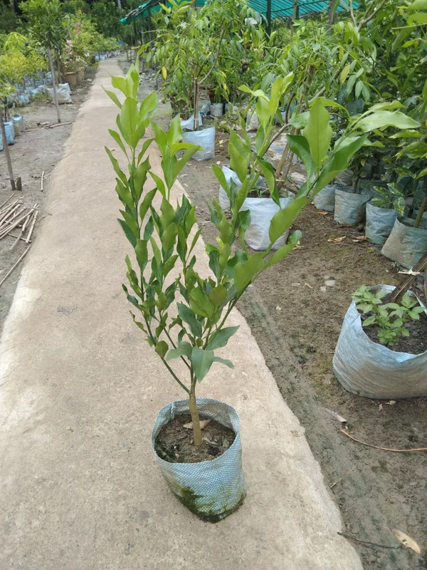 Chatuki_Orange_Plant(Grafted)
