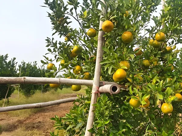 Chatuki_Orange_Plant(Grafted)