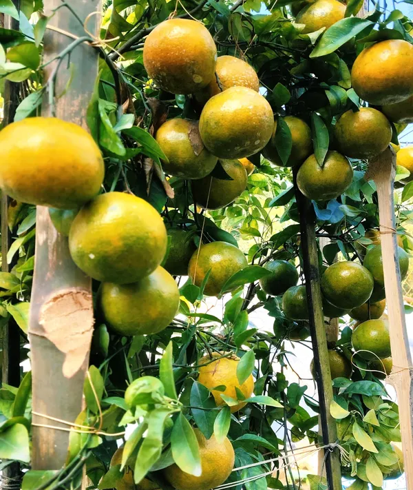 Chatuki_Orange_Plant(Grafted)