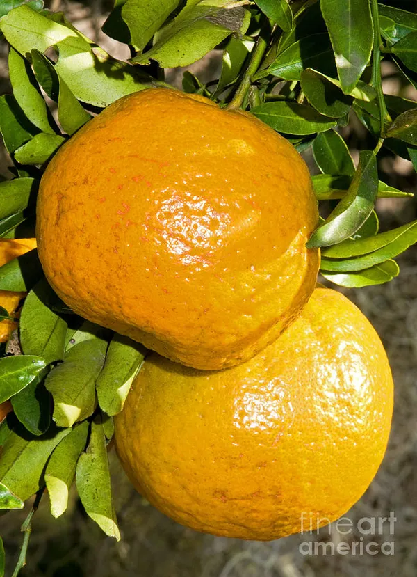 Chatuki_Orange_Plant(Grafted)