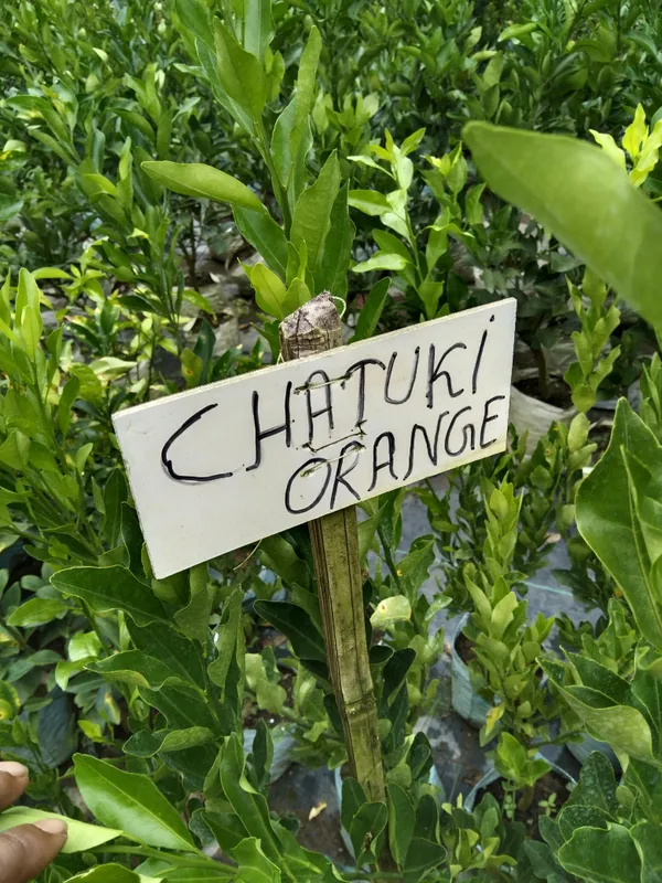 Chatuki_Orange_Plant(Grafted)