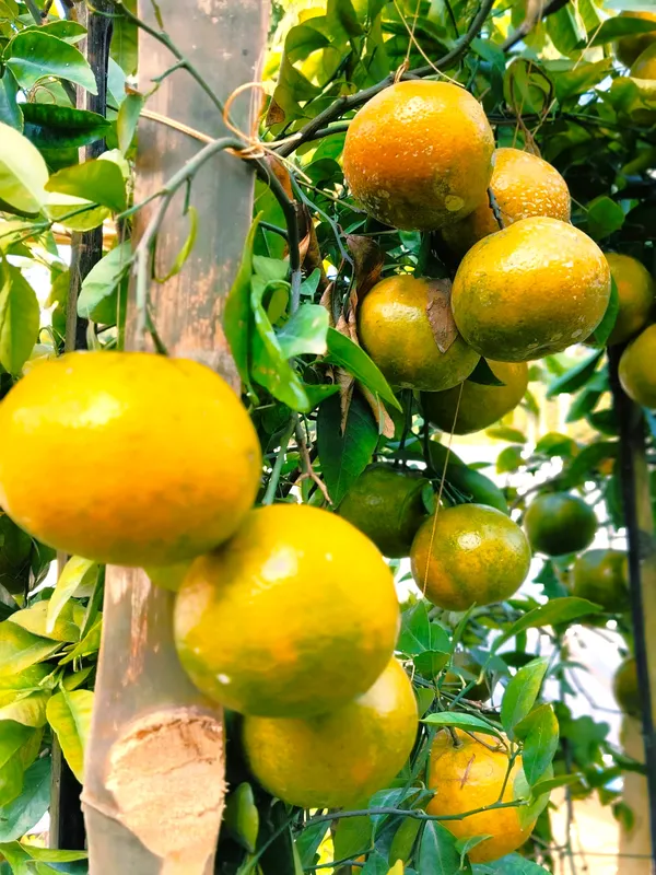 Chatuki_Orange_Plant(Grafted)