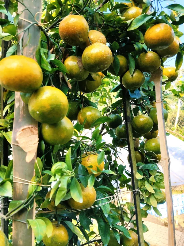 Chatuki_Orange_Plant(Grafted)