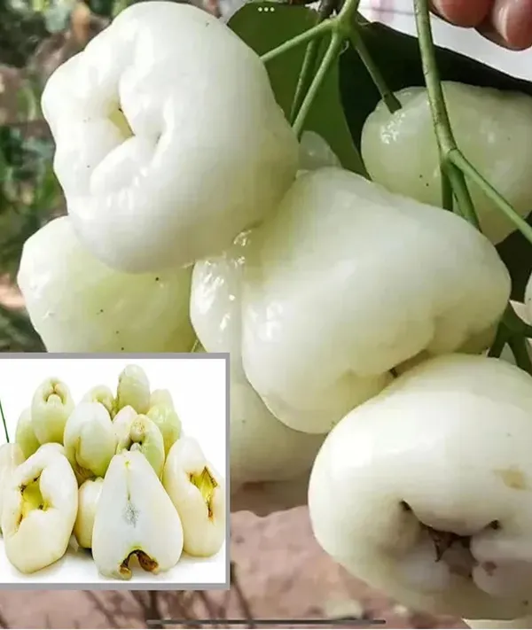 White_Wax_Apple_Water_Apple_Java_Apple_Jamrul_Chamba_Layering/Grafted_Fruit__Plant_(1.5-3_Feet_Height)