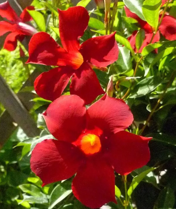 Red_Mandevilla_FlowerPlant
