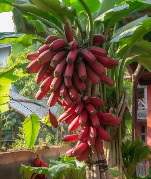 Red_Banana_Plant