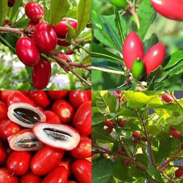 Rare_Miracle_Tree_Goji_Berry_Spices_Plant_Plant_Original_Variety