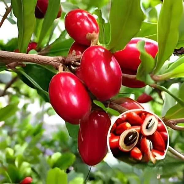 Rare_Miracle_Tree_Goji_Berry_Spices_Plant_Plant_Original_Variety