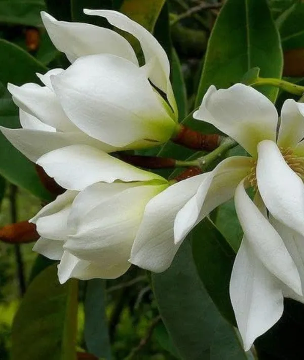 White_Swarna_Chapa_Flower_White_Son_Chapa_(Michelia_Champaca)_Magnolia_Champaca__Plant_Original_Variety_Outdoors_Flower_Plant