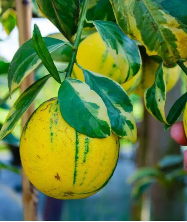 Pink_Variegated_Lemon_?_Rooted_Cutting/Bush
