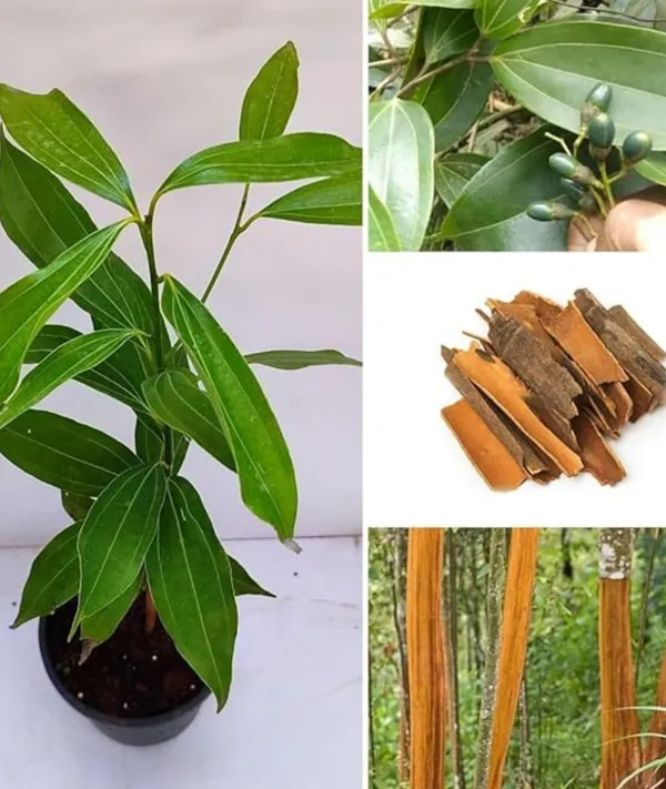 Cinnamomum_Verum_Dalchini__Plant_Air_Layer_Grafted_Healthy_Plant_For_Home_Gardening_Indoor_Outdoor_Plant