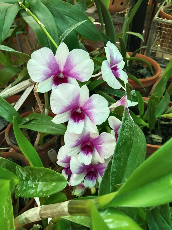 Dendrobium_Orchid_Seedling_Plants_"_Purple_Splash_"_1_Helathy__Plant