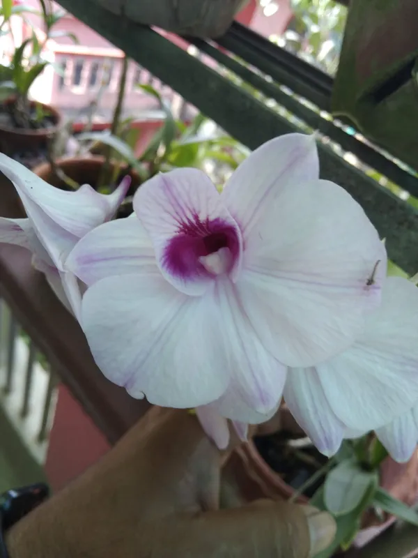 Dendrobium_Orchid_Seedling_Plants_"_Purple_Splash_"_1_Helathy__Plant
