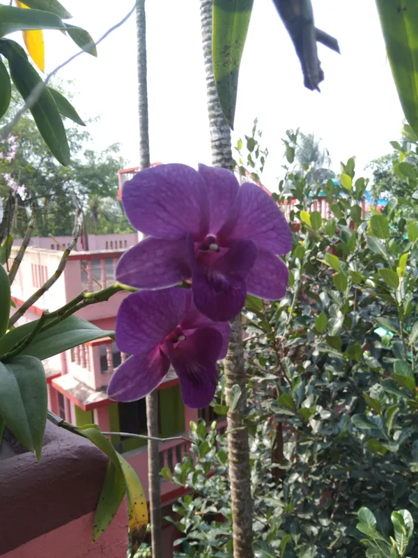 Dendrobium_Orchid_Seedling_Plants_"_Purple_Splash_"_1_Helathy__Plant
