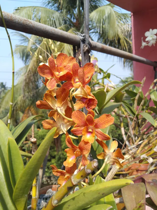 Dendrobium_Orchid_Seedling_Plants_"_Purple_Splash_"_1_Helathy__Plant