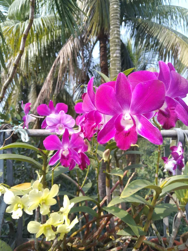 Dendrobium_Orchid_Seedling_Plants_"_Purple_Splash_"_1_Helathy__Plant
