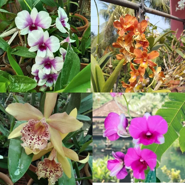 Dendrobium_Orchid_Seedling_Plants_"_Purple_Splash_"_1_Helathy__Plant