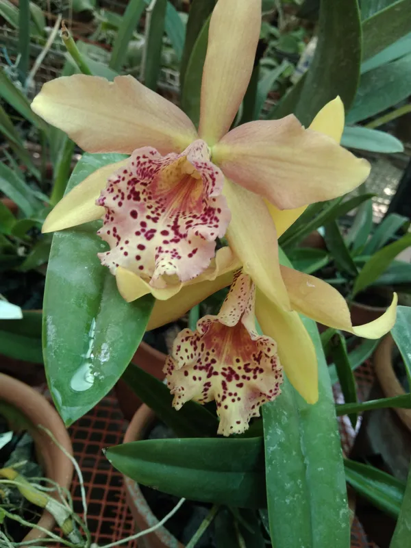 Dendrobium_Orchid_Seedling_Plants_"_Purple_Splash_"_1_Helathy__Plant