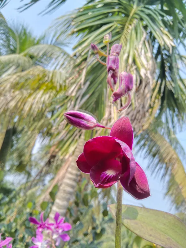 Dendrobium_Orchid_Seedling_Plants_"_Purple_Splash_"_1_Helathy__Plant