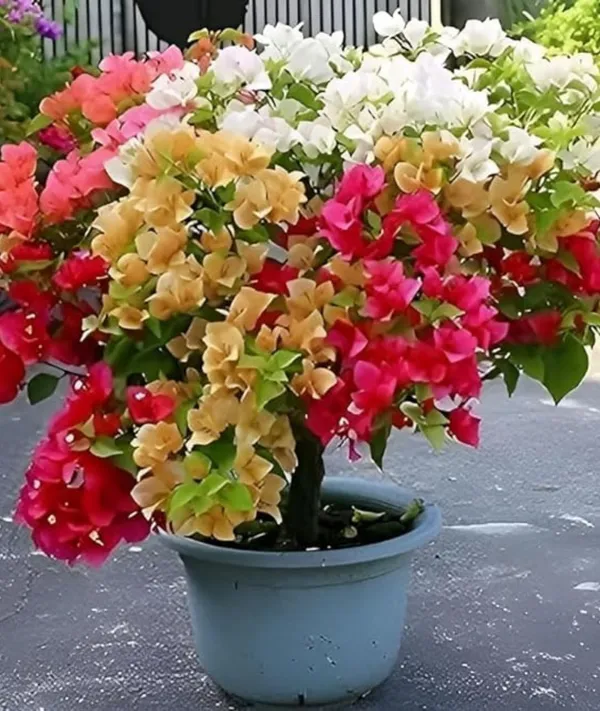 Multicolor_Bougainvillea__1-Healthy_Flower_Plant_(Grafted)_5_To_6_Colour_For_Home_Garden_Plant